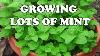 How To Grow Lots Of Mint Different Mint Varieties Explained