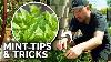 How To Grow Tons Of Mint And Not Let It Take Over